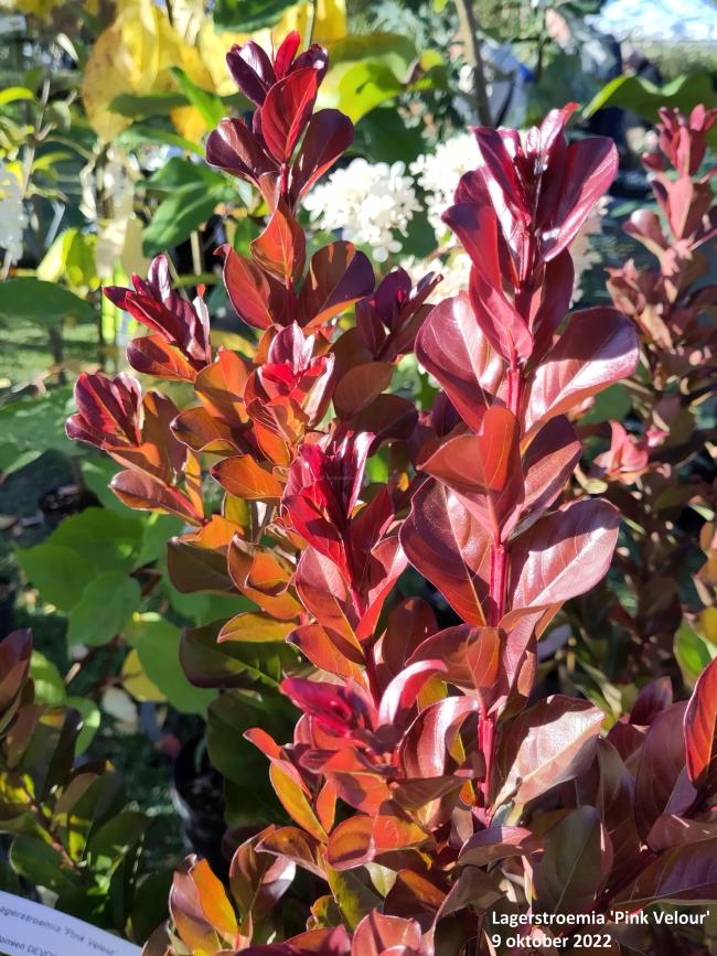 Lagerstroemia 'Pink Velour'