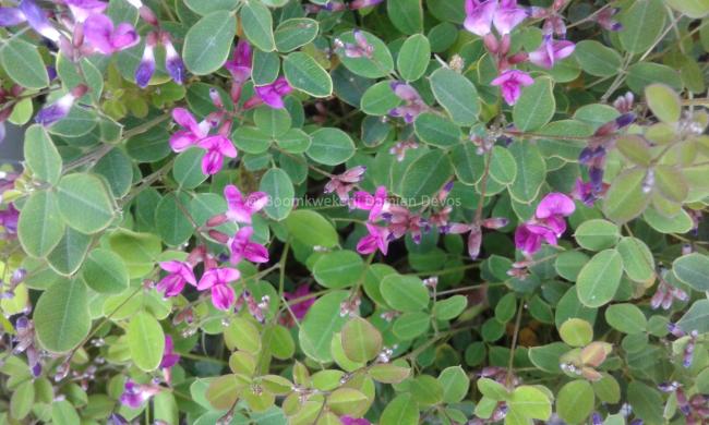 Lespedeza bicolor 'Yakushima'
