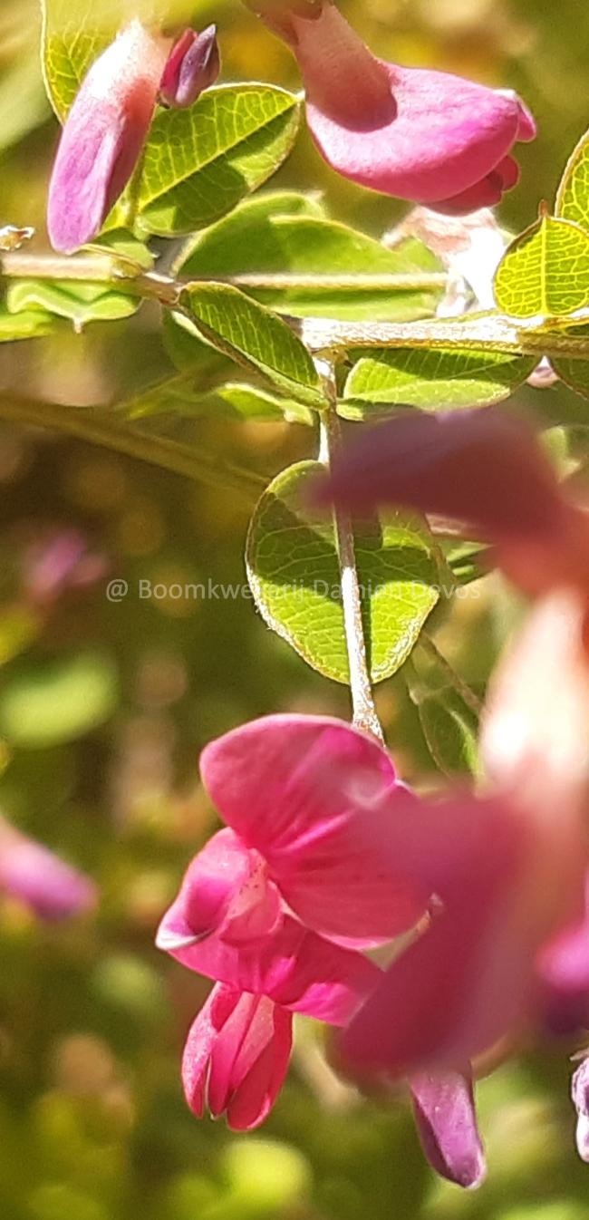 Lespedeza bicolor 'Yakushima'