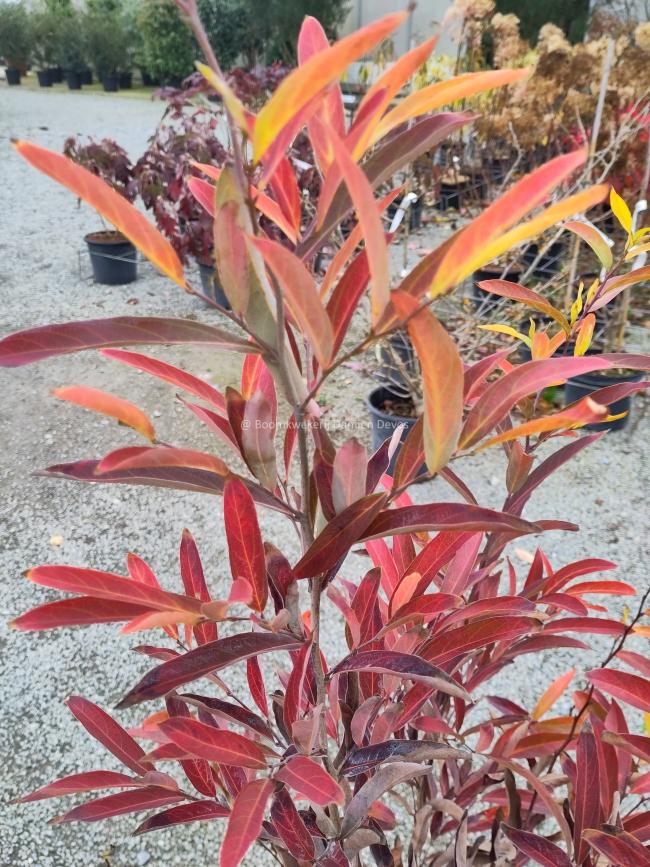 Lindera angustifolia