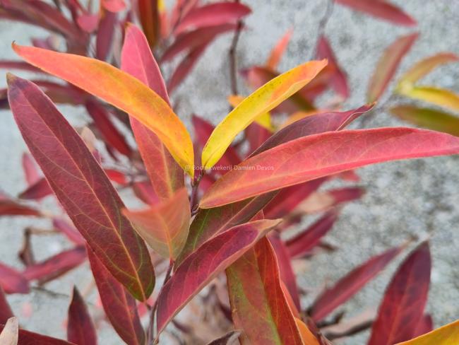 Lindera angustifolia