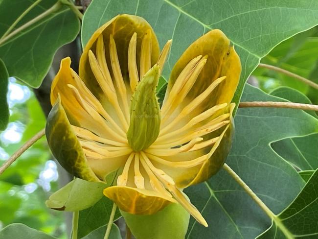 Liriodendron chinense