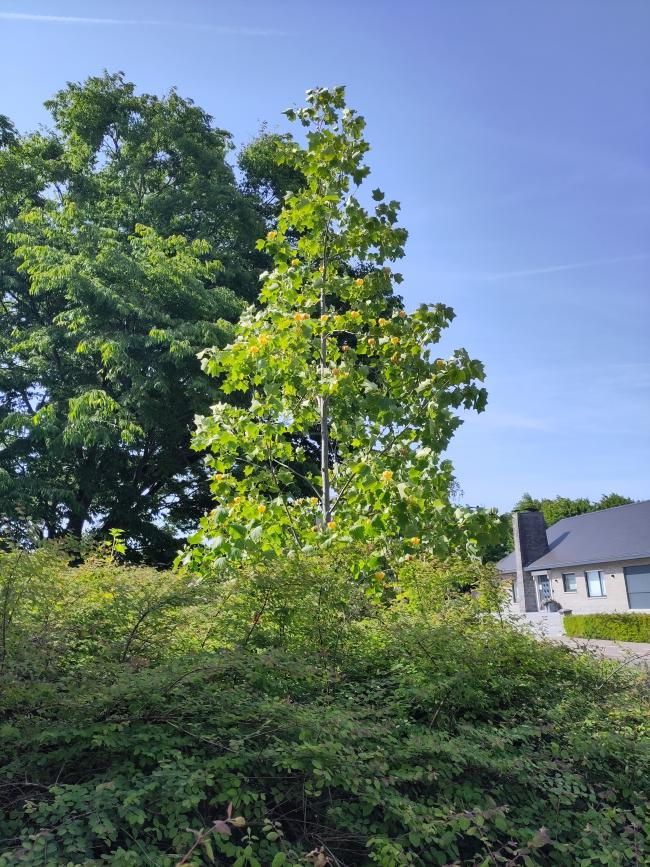 Liriodendron 'Doctor Deforce's Delight'