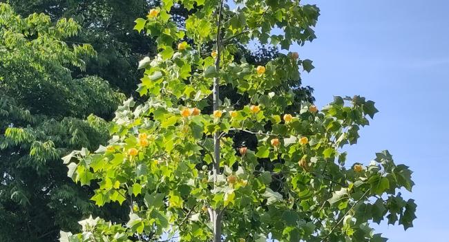 Liriodendron 'Doctor Deforce's Delight'