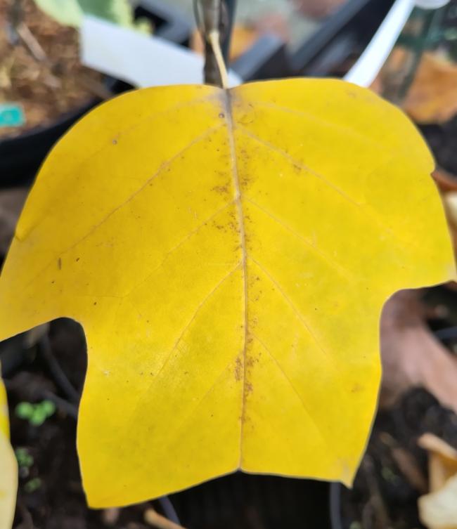 Liriodendron 'Doctor Deforce's Delight'