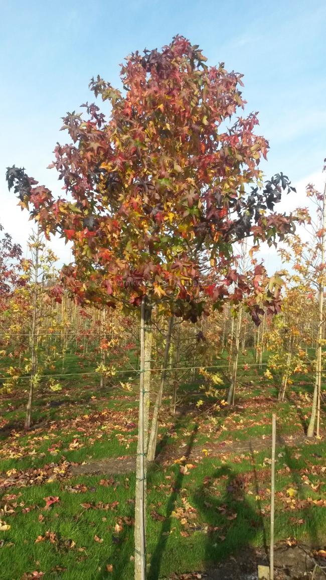 Liquidambar styraciflua 'Autumn Color Globe'