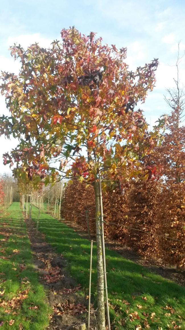 Liquidambar styraciflua 'Autumn Color Globe'