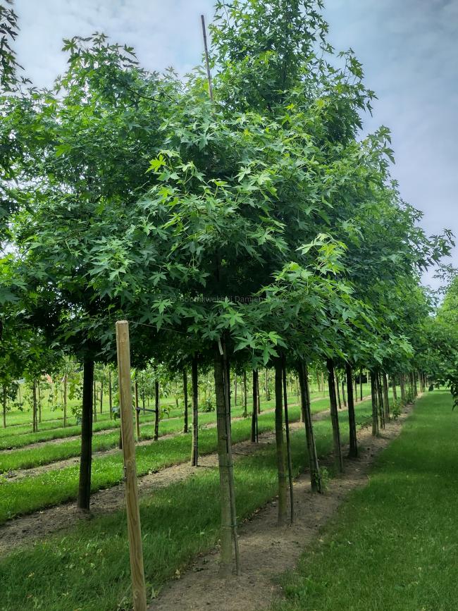 Liquidambar styraciflua 'Andrew Hewson'