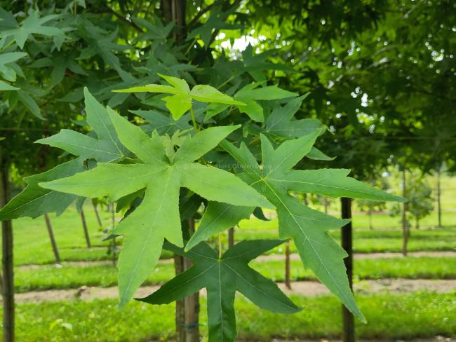 Liquidambar styraciflua 'Andrew Hewson'