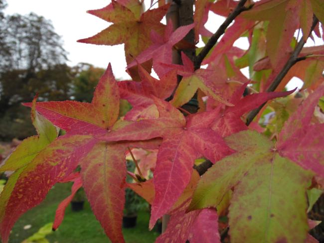Liquidambar styraciflua 'Aurea'