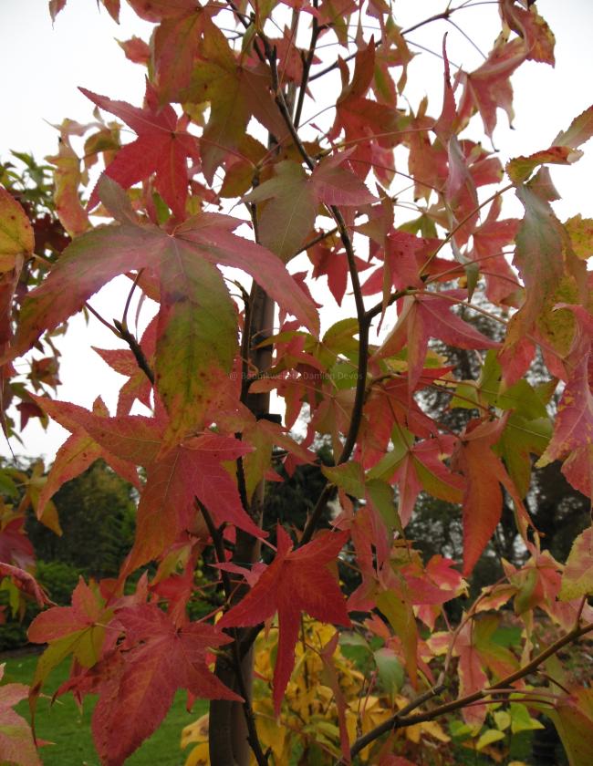 Liquidambar styraciflua 'Aurea'