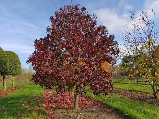 Liquidambar styraciflua 'Fame Forever' (= 'Roemer 4')
