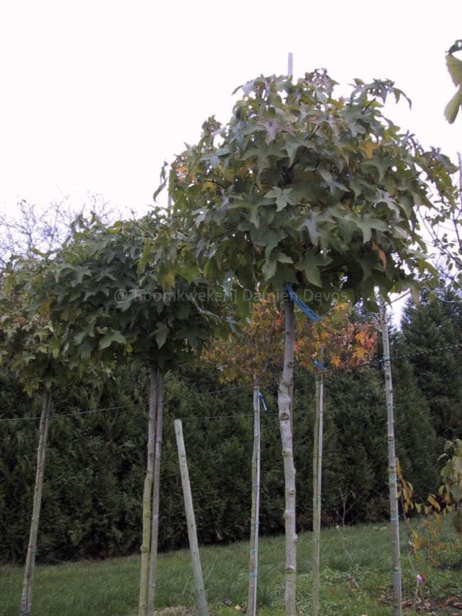 Liquidambar styraciflua 'Gum Ball'