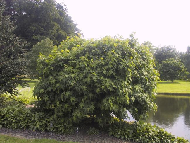 Liquidambar styraciflua 'Gum Ball'