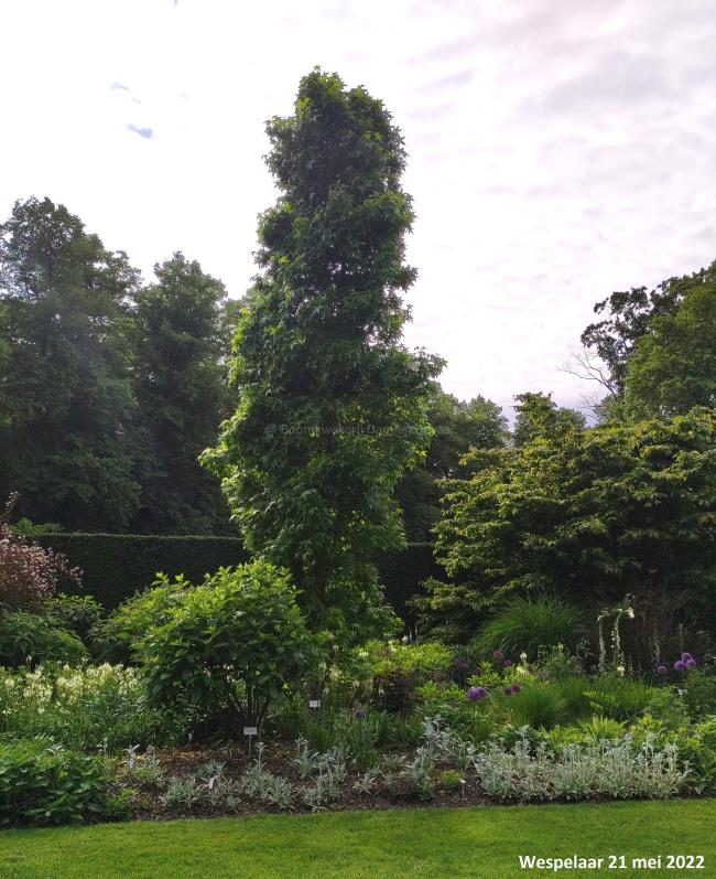 Liquidambar styraciflua 'Slender Silhouette'