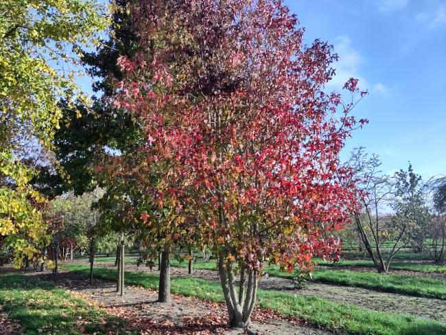 Liquidambar styraciflua