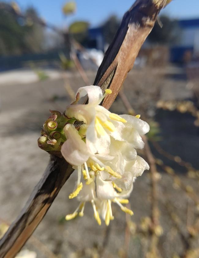 Lonicera fragrantissima
