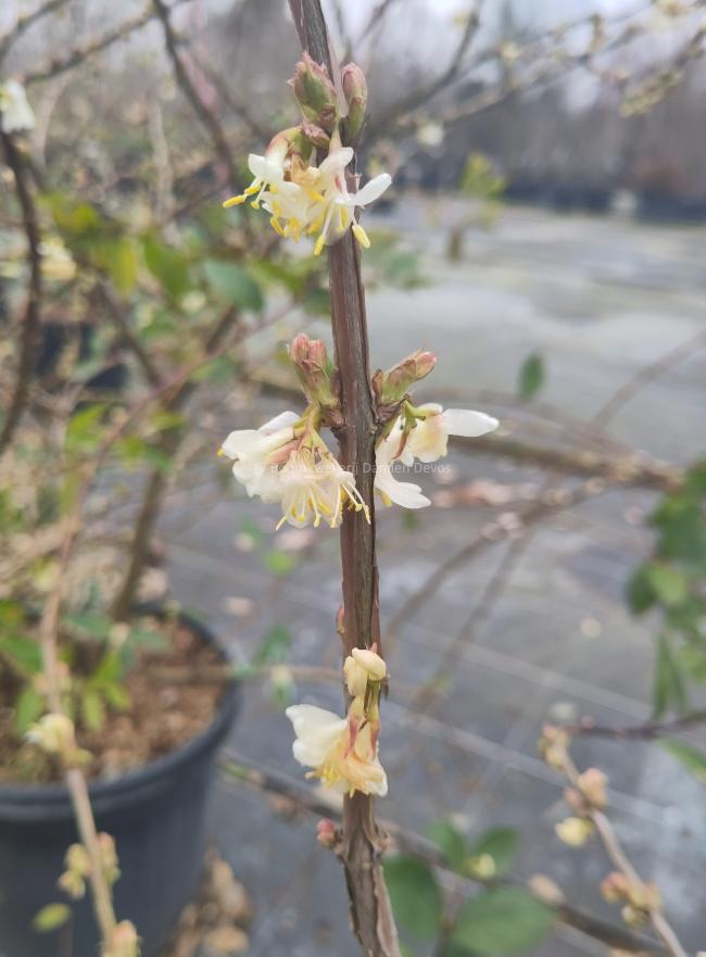 Lonicera fragrantissima