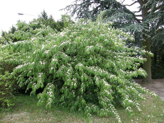 Lonicera maackii f. podocarpa