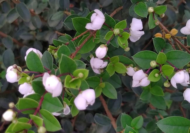 Luma apiculata (Myrtus apiculata)