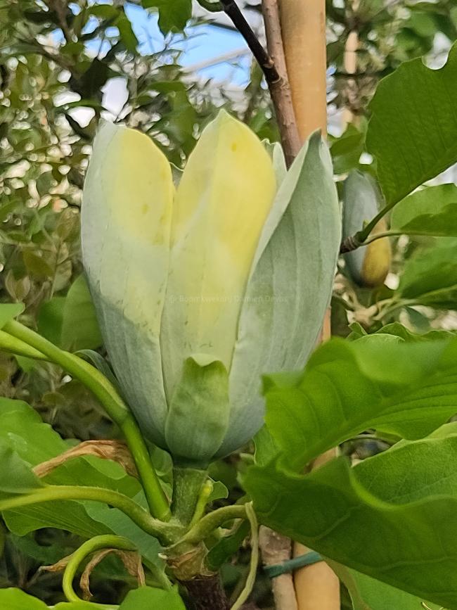 Magnolia acuminata 'Blue Opal'