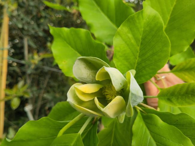 Magnolia acuminata 'Blue Opal'