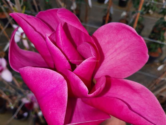 Magnolia 'Anne Leitner'