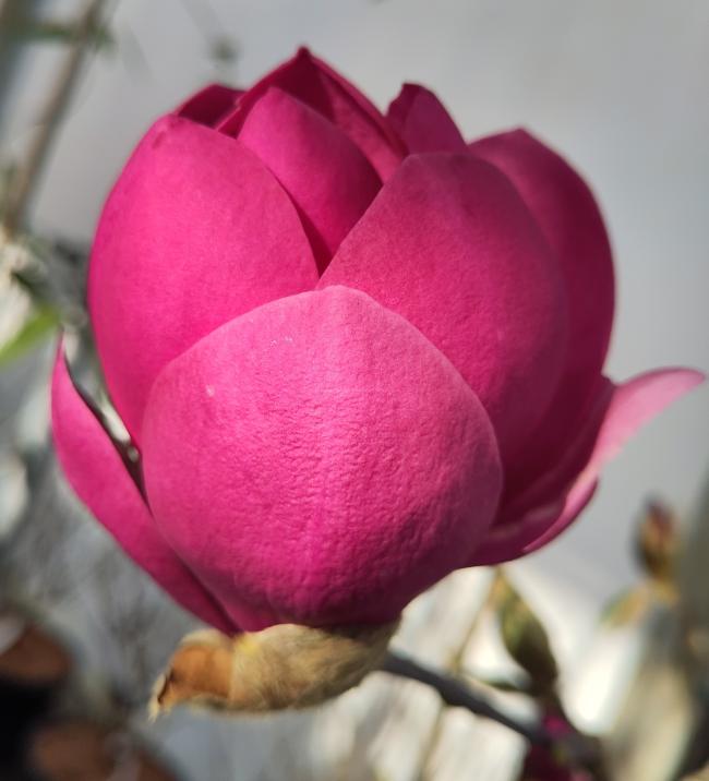 Magnolia 'Aphrodite'