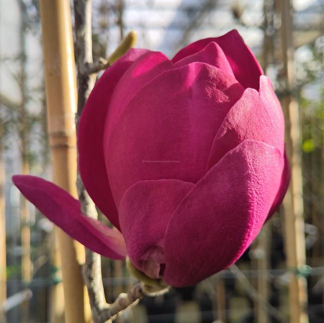 Magnolia 'Aphrodite'