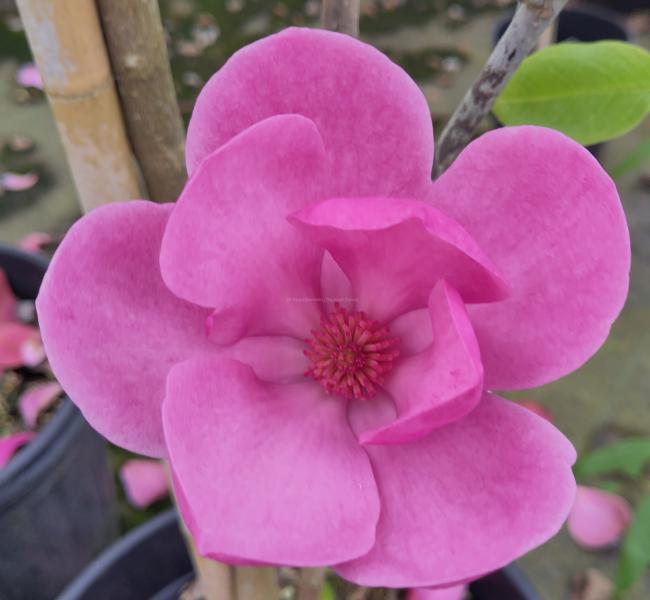 Magnolia 'Aphrodite'
