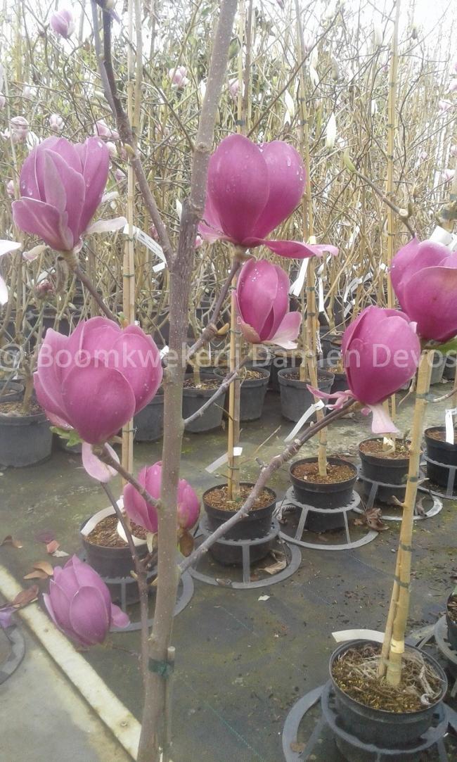 Magnolia 'Aphrodite'