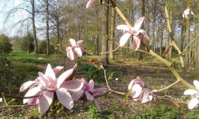 Magnolia 'Apollo' (x)