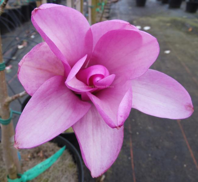 Magnolia 'Apollo' (x)