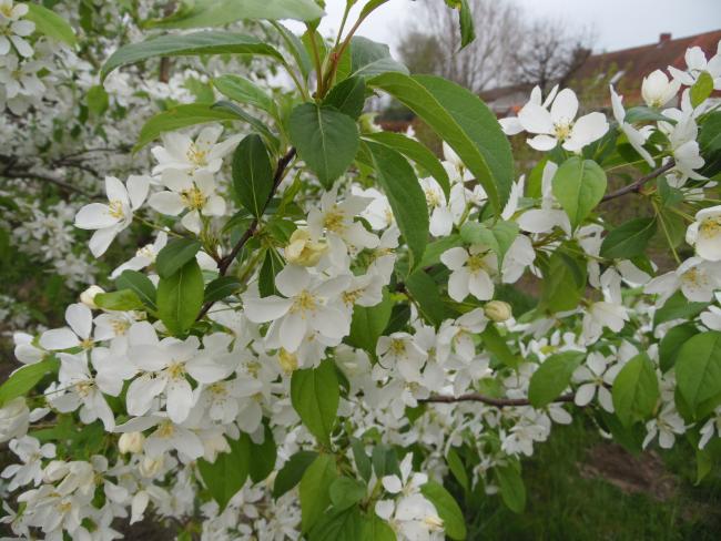 Malus baccata var. mandshurica