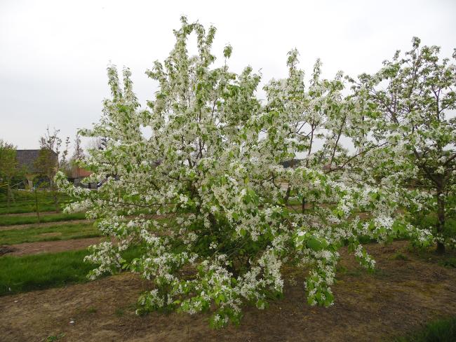Malus baccata var. mandshurica