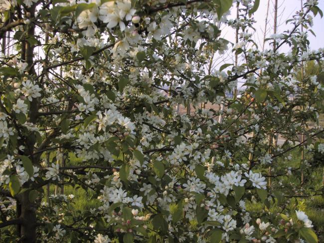 Malus baccata var. mandshurica