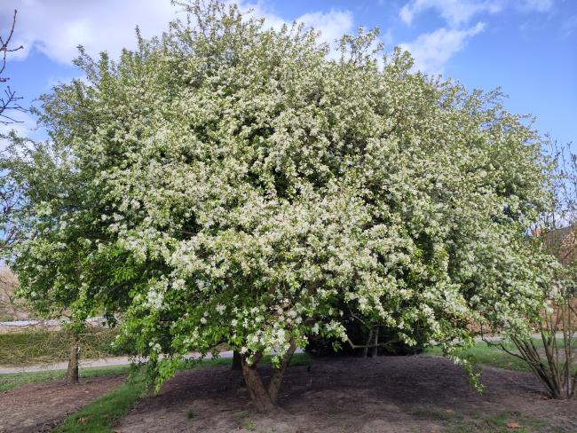 Malus baccata var. mandshurica