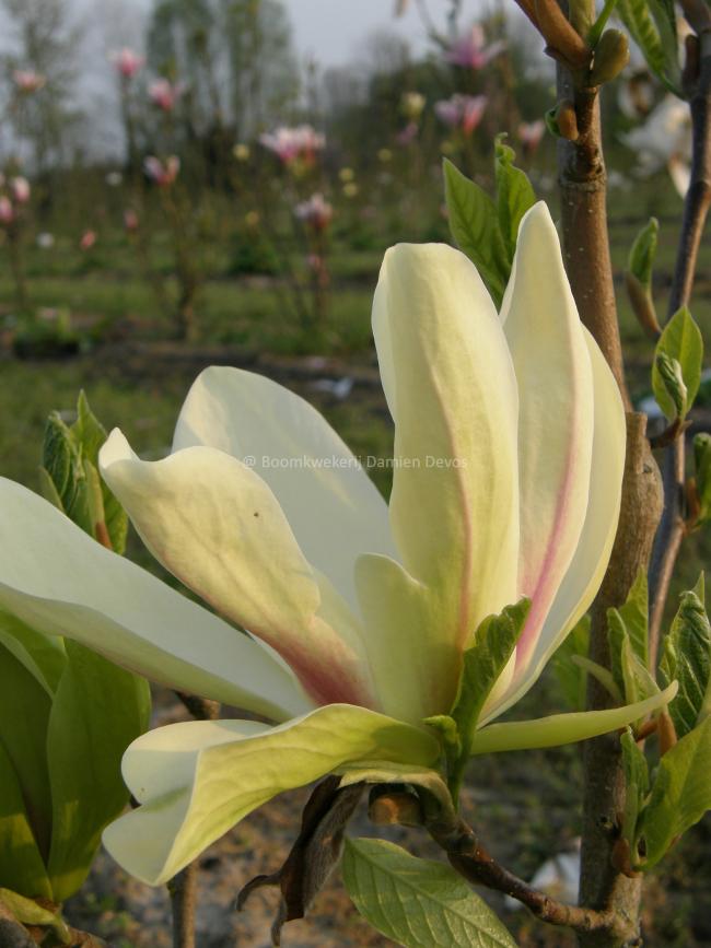 Magnolia 'Banana Split' (x)