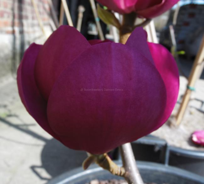 Magnolia 'Black Tulip' ®