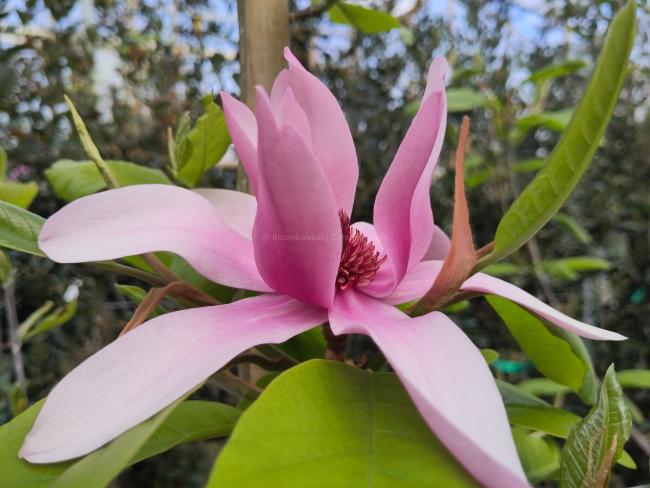 Magnolia brooklynensis 'Woodsman' (x)