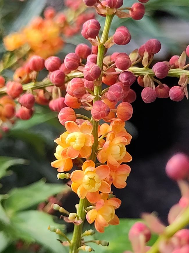 Mahonia 'Cabaret' ®