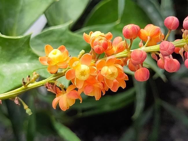 Mahonia 'Cabaret' ®