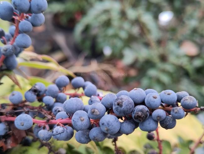 Mahonia 'Cabaret' ®