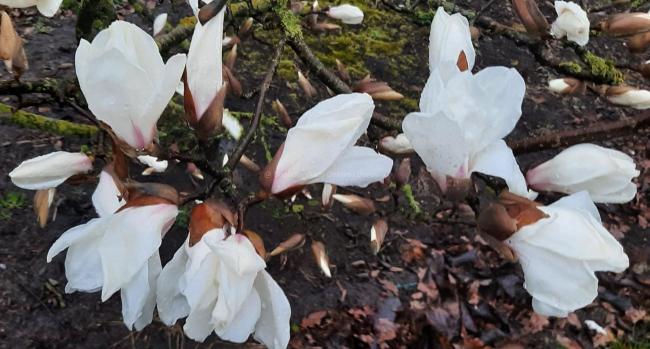 Magnolia cylindrica 'Hohman'
