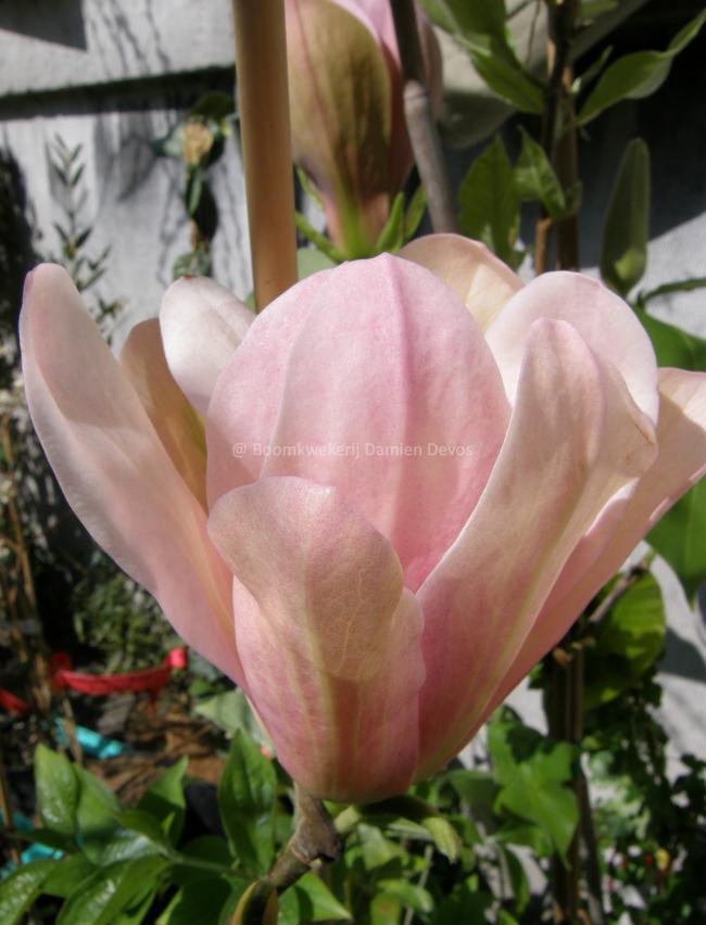 Magnolia 'Coral Lake' (x)