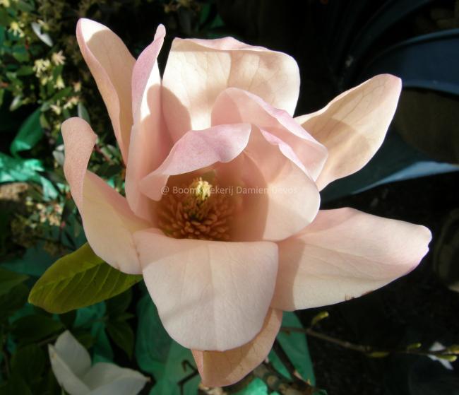 Magnolia 'Coral Lake' (x)