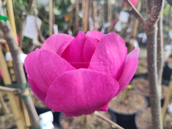 Magnolia 'Cleopatra' ®