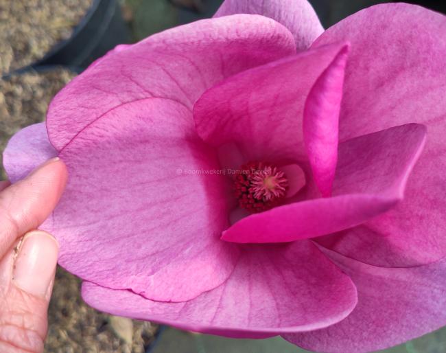 Magnolia 'Cleopatra' ®