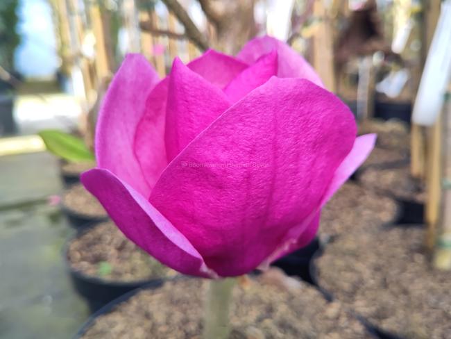 Magnolia 'Cleopatra' ®
