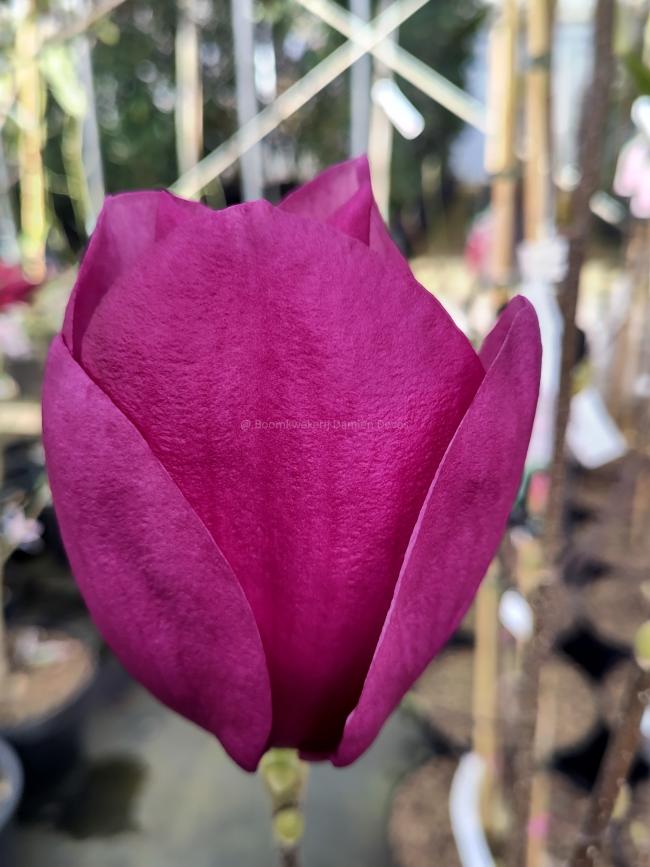 Magnolia 'Cleopatra' ®